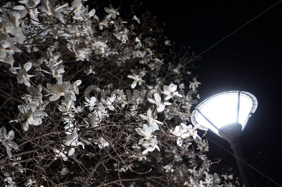 목련,야경,가로등,꽃,봄,나들이,식물,자연,plants,nature,꽃,flower