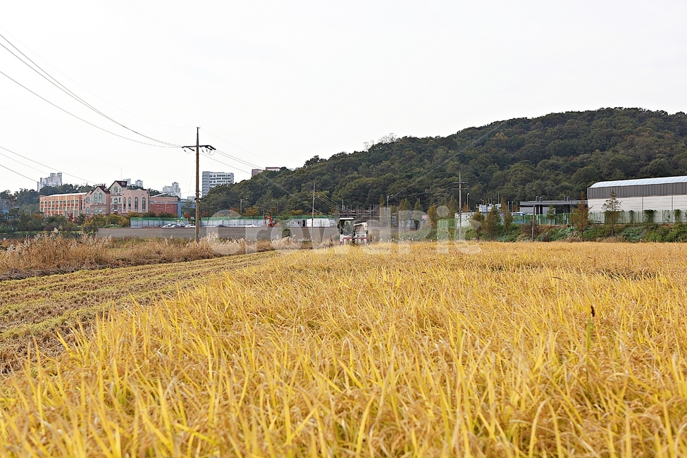 콤바인,농기계,벼,쌀,곡식,추수,수확,먹거리,자연,풍경,식물,시골,마을,풍경,landscape,country,rural,town,곡류,곡식,cereals,농업,농사,agriculture,farming,farming industry