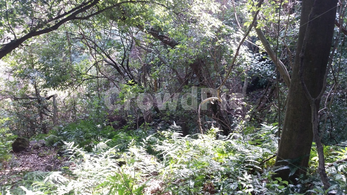 나무,숲,산책,바위,산책로,tree,식물,wood,forest,덤불숲,삼림지대,thicket,grove,woodland,walk,trail,오솔길,path