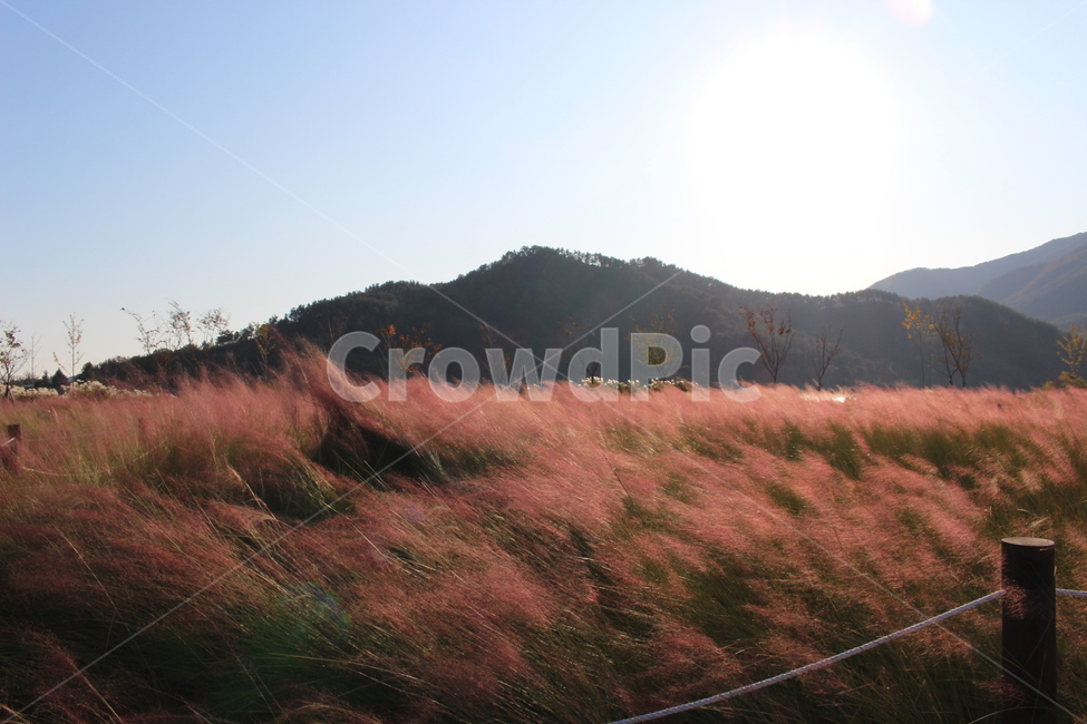 outdoors,옥외,nature,자연,slope,억새,들꽃