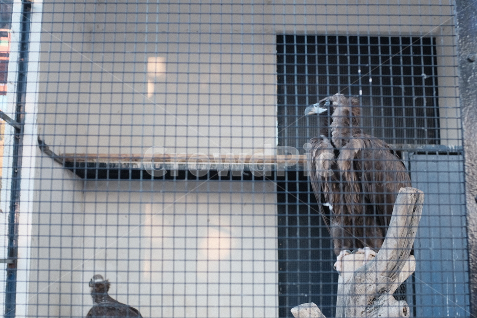 animal,동물,bird,새,독수리,eagle,사육