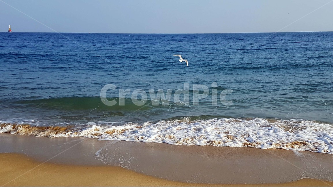바다,해수욕장,모래사장,파도,해안가,바닷가,수평선,하늘,자연,풍경,갈매기,절경,물거품,모래,자연,풍경,nature,landscape,해변,바다,beach,sea,동물,animal,조류,새,birds,ocean,대양,outdoors,옥외,water,물,bird