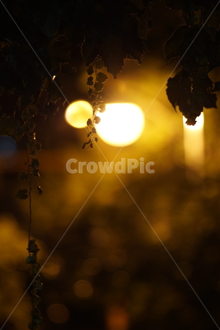 light,빛,flare,플레어,sunlight,햇빛,달빛,가로등,불빛,야경,야경,밤,풍경,nightscape,night,landscape,식물,자연,plants,nature