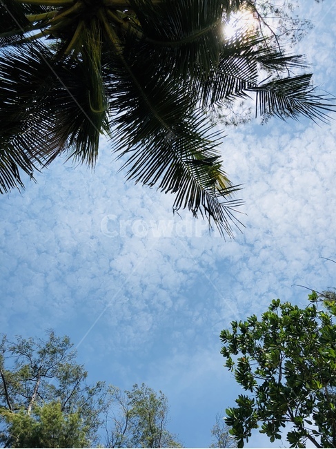 하늘,sky,야자수,맑음,날씨,구름,tree,나무,plant,식물,나무,trees,wood