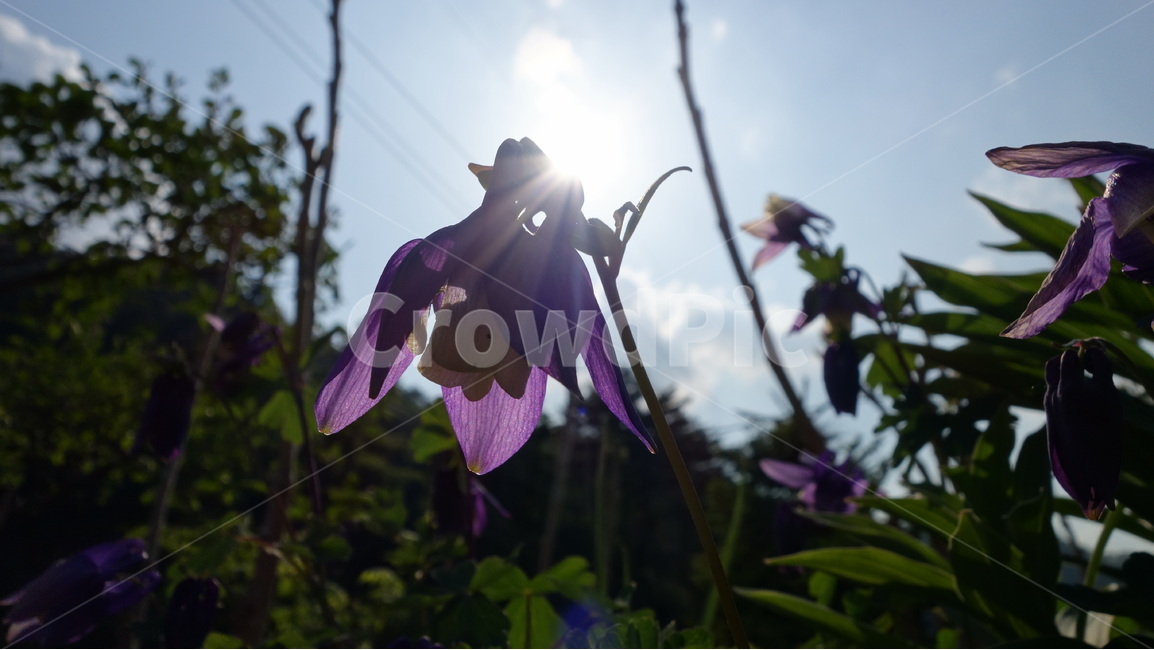 매발톱,꽃,자연,풍경,태양,식물,자연,plants,nature,꽃,flower
