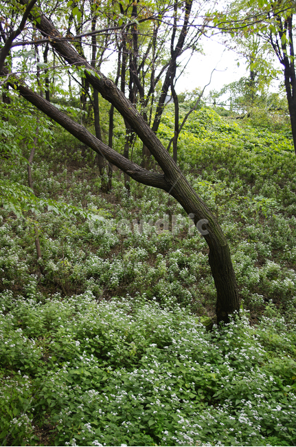 나무,식물,plant,잡초,초록,식물,자연,plants,nature,나무,trees,wood