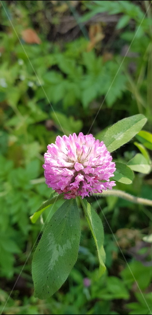 plant,식물,토끼풀,자연,들판
