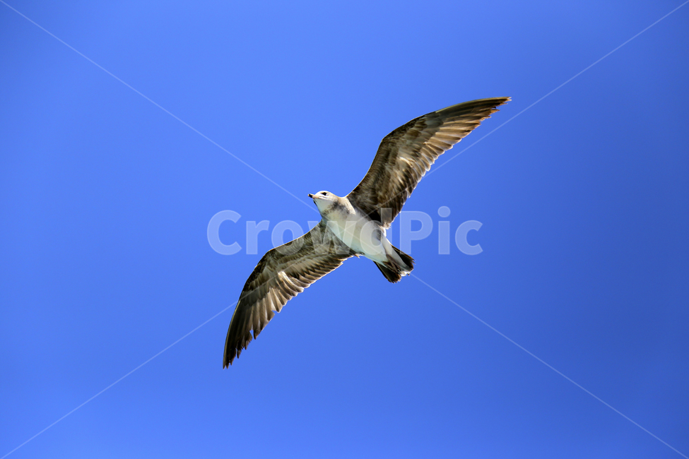 갈매기,하늘,바다새,하늘색,파랑,동물,동물,animal,조류,새,birds