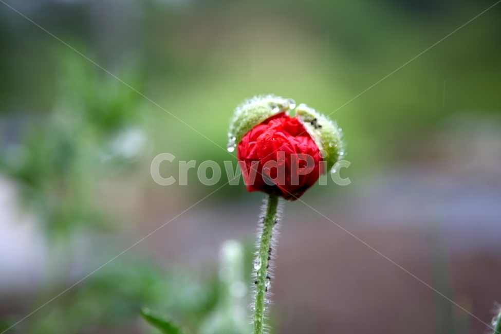 꽃양귀비,접사,자연,풍경,꽃,식물,자연,plants,nature,꽃,flower