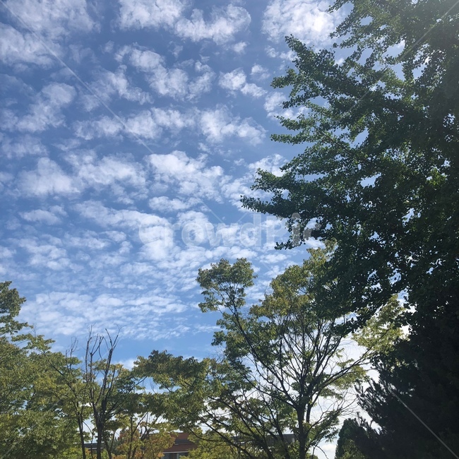 구름,하늘,푸른하늘,자연,풍경,자연,풍경,nature,landscape,tree,나무,plant,식물