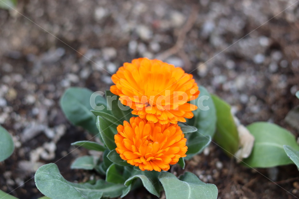 plant,식물,꽃,flower,봄
