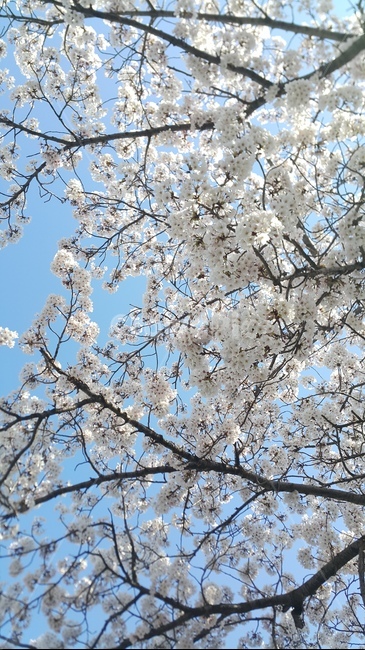 봄,벚꽃,분홍색,꽃,왕벚꽃,벚나무,하늘,봄,계절,spring,season,plant,식물,blossom,flower
