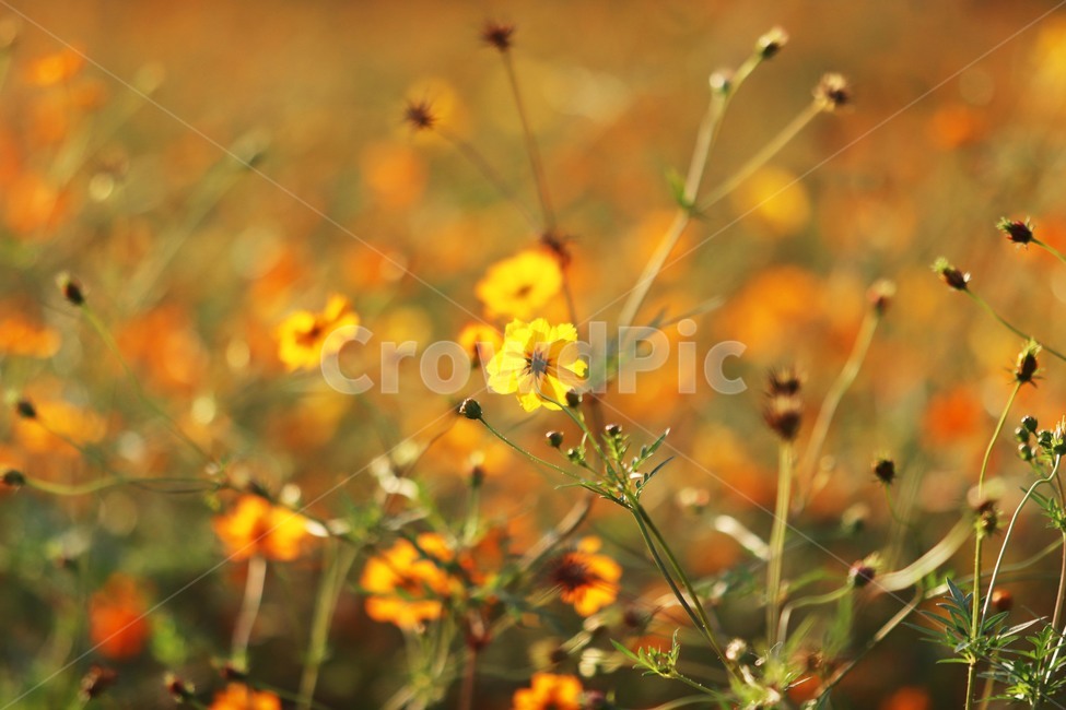 Field,plant,yellow cosmos,flower