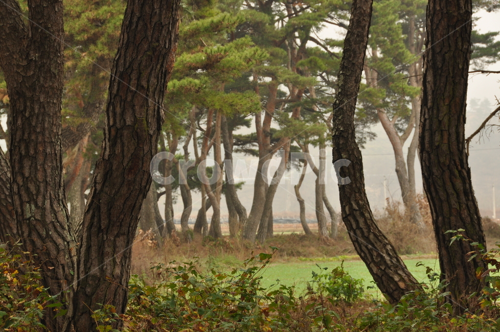 tree,식물,나무줄기,나무,소나무,식물,자연,plants,nature,나무,trees,wood
