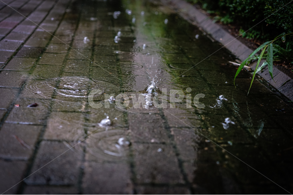 봄비,봄,빗방울,여름,물방울,감성,rain,spring,summer,water,news,봄,계절,spring,season,비,비오는날,rain,rainy