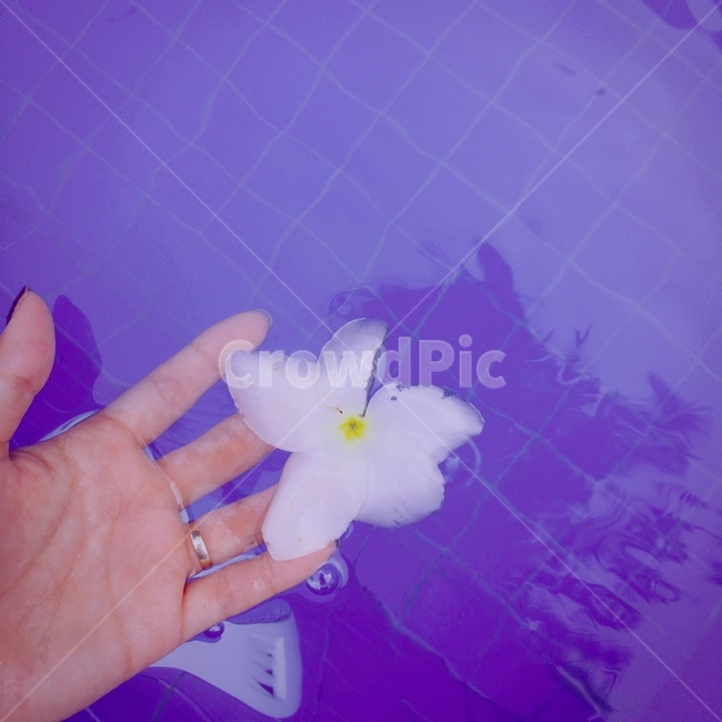 꽃,손,물,감성,반지,수면