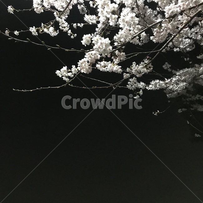 벚꽃,밤,자연,꽃,fiower