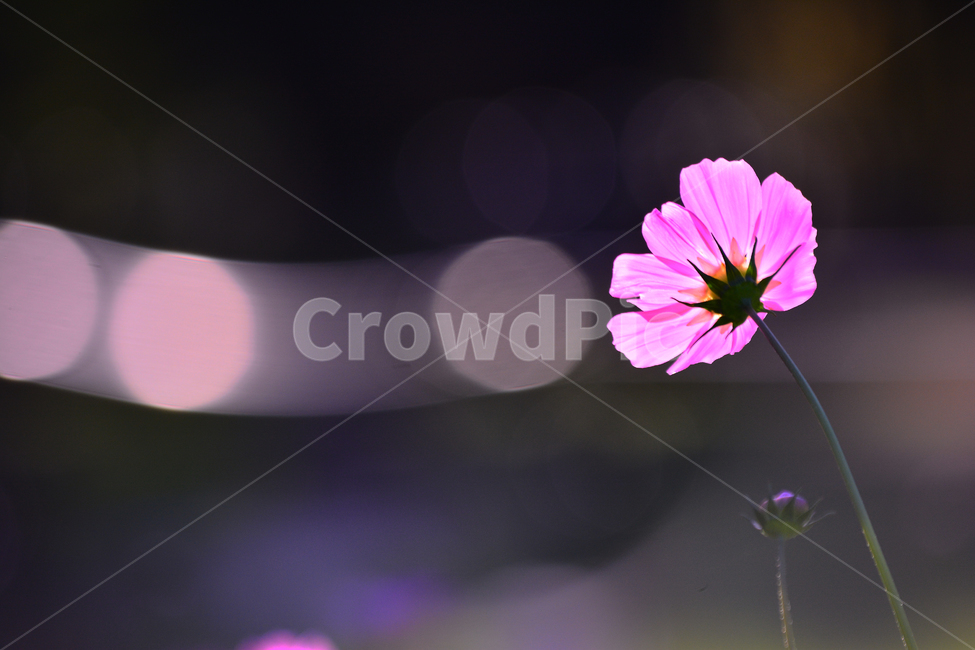 코스모스,보케,감성,분위기,가을꽃,꽃,가을분위기,cosmos,flowers,autumn,fall,빛,투명한,핑크색,pink,두송이,가을느낌,계절,시즌,9월,10월,원형,bokeh,빛망울,접사,마크로,클로즈업,macro,closeup,feeling,emotion,sensible,느낌,필,season,가을,계절,fall,autumn,season,식물,자연,plants,nature,꽃,flower,plant,daisies,데이지,blossom,daisy