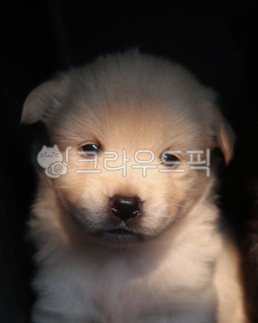 강아지,dog,아기강아지,puppy,개,아기동물,동물,사랑스러운,어린,아기,귀여운,cute,흰,하얀강아지,감성,동물,animal,포유류,mammal,개,강아지,dog,doggy