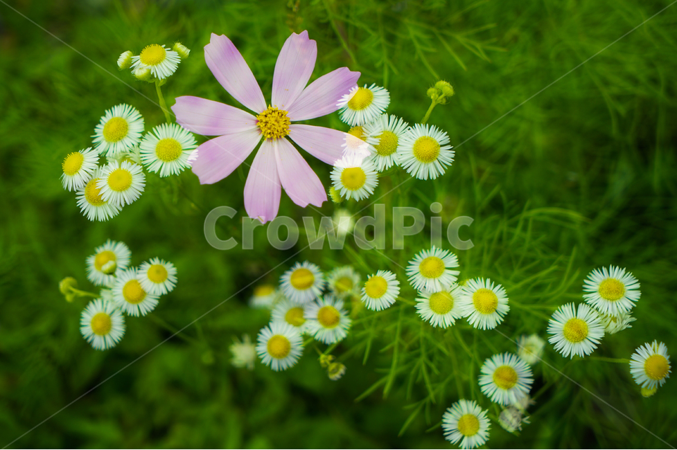 코스모스,꽃,들꽃,자연,식물,가을,다중노출,식물,자연,plants,nature,꽃,flower