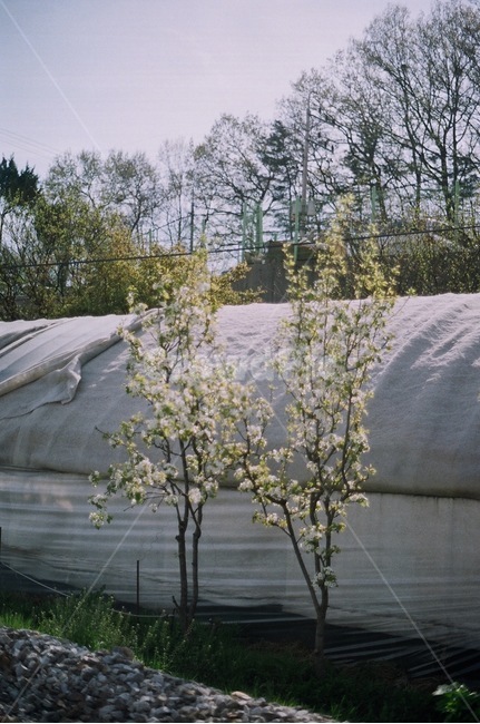 식물,나무,꽃,봄,시골,비닐하우스,감성,시골,마을,풍경,landscape,country,rural,town,식물,자연,plants,nature,나무,trees,wood,감성,sensible,feeling