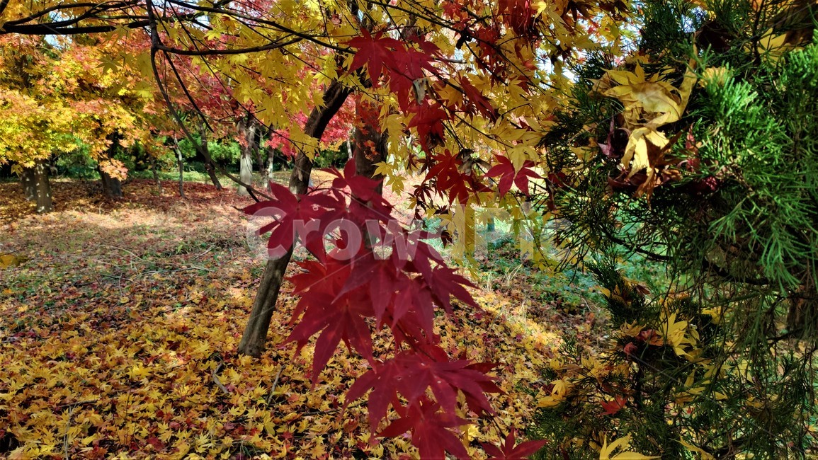 가을,엽록소,mapie,leaf,잎,plant,식물,tree,나무,maple,단풍,가을,계절,fall,autumn,season,식물,자연,plants,nature,나무,trees,wood