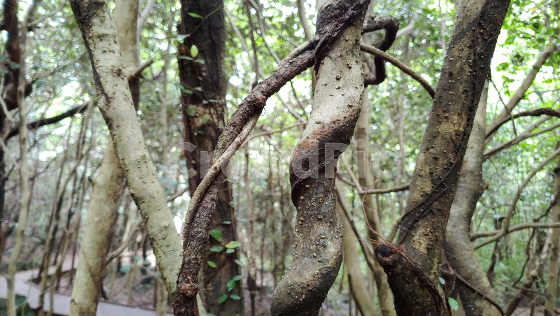 나무,기묘한나무,자연,tree,덩쿨가지,nature