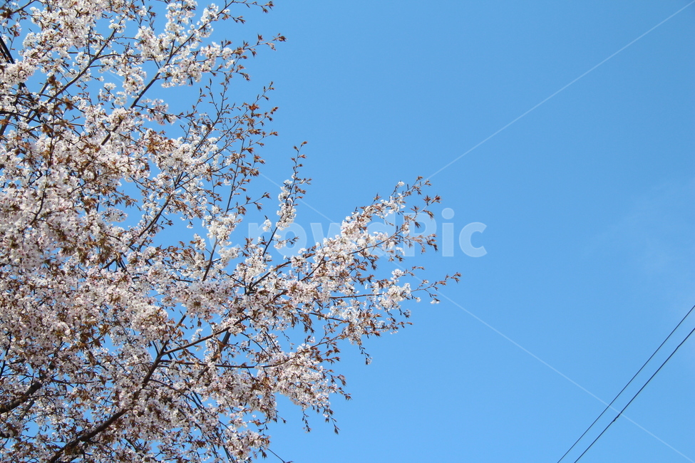 plant,blossom,꽃,flower,식물,cherryblossom,봄,개화