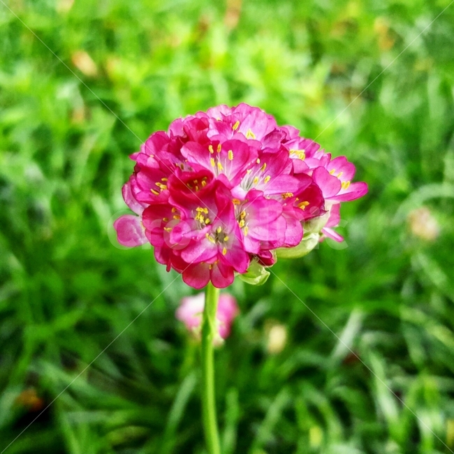 충청남도,아산,세계식물원,꽃,배경,식물,자연,plants,nature,꽃,flower