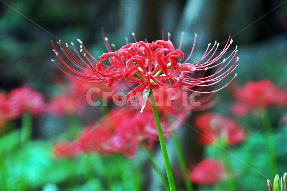 꽃무릇,상사화류,석산,독무릇,산오독,산두초,redspiderlily,가을,빨간꽃,수선화과,식물,꽃꽂이용,화단용,식물,자연,plants,nature,꽃,flower