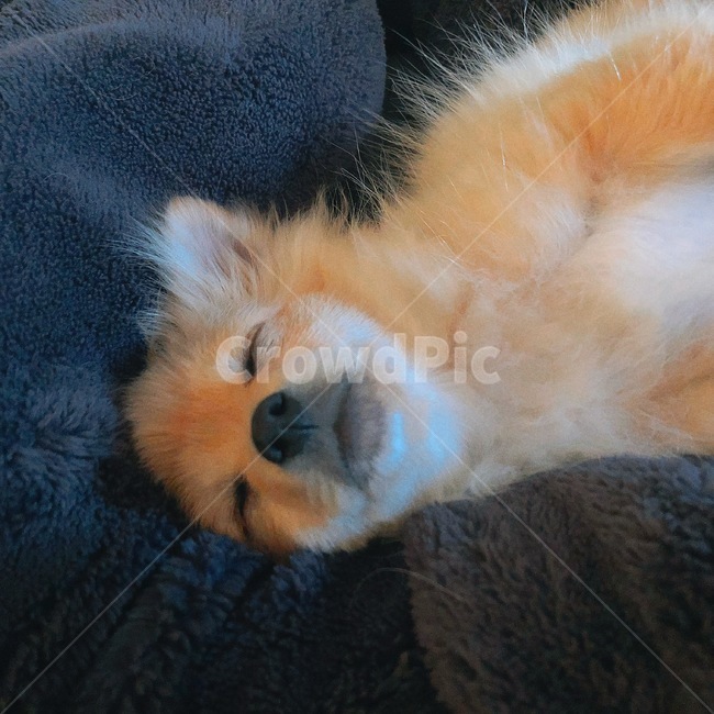 dog,puppy,sleep,sleeping,sleepy,pomeranian,강아지,잠든강아지,졸림,나른함,포메라니안,평온함,행복,dream,동물,animal,포유류,mammal,개,강아지,dog,doggy