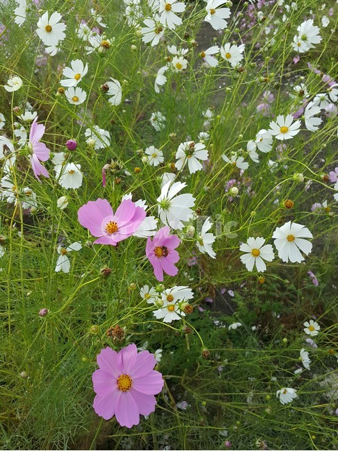 꽃,코스모스,식물,자연,flower,야외,분홍,풀,nature,초록,흰,흰꽃,분홍꽃,식물,자연,plants,nature,꽃,flower