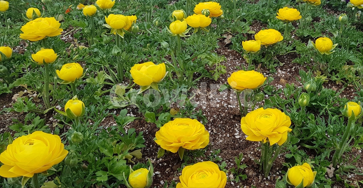 plant,식물,꽃,장미,노란장미,화단,flower,rose