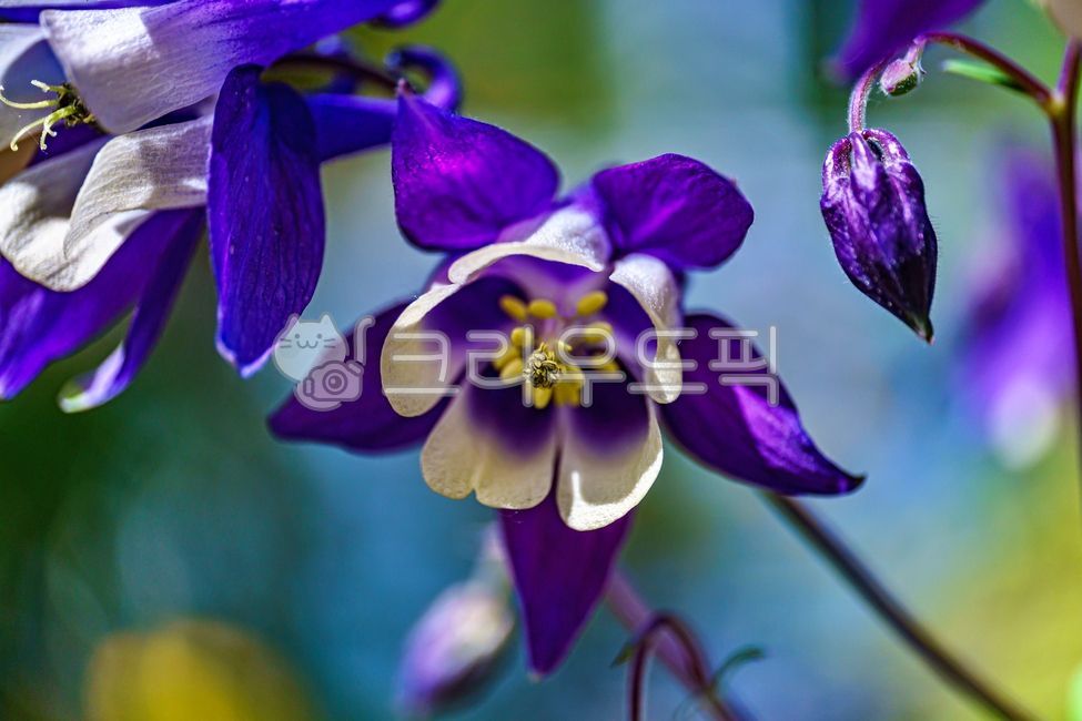 하늘매발톱,매발톱꽃,플라워,flower,식물,자연,여름꽃,columbine,aquilegia,꽃