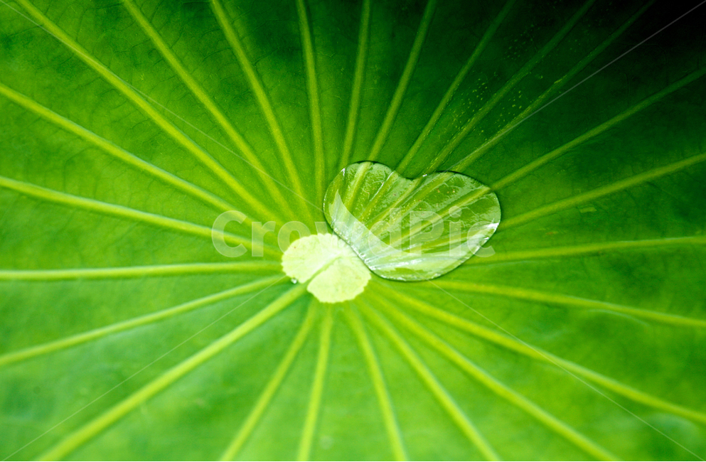 연잎,하트,물방울,녹색,lotus,heart,green,식물,자연,plants,nature