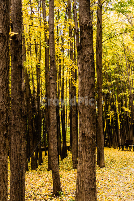 은행,은행나무,은행나무숲,은행잎,은행숲,가을,계절,fall,autumn,season,식물,자연,plants,nature,나무,trees,wood,tree,plant,tree trunk,나무 줄기
