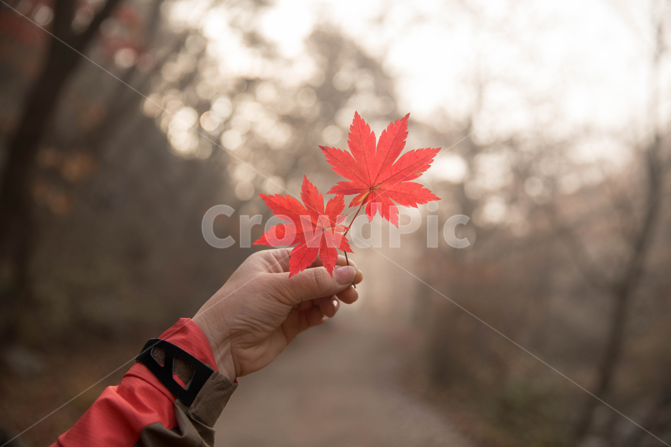 단풍,손,단풍잎,가을,붉은,이파리,잎사귀,식물,가을,계절,fall,autumn,season,사람,인물,인간,human,person,신체일부,몸,body,leaf,잎,plant,tree,나무