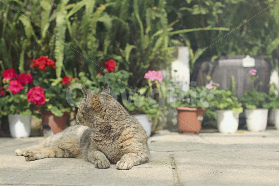 고양이,식물원,식물,꽃,화분,동물,cat,plants,flowerpot,animal,동물,animal,고양이,cat,kitten,kitty,포유류,mammal