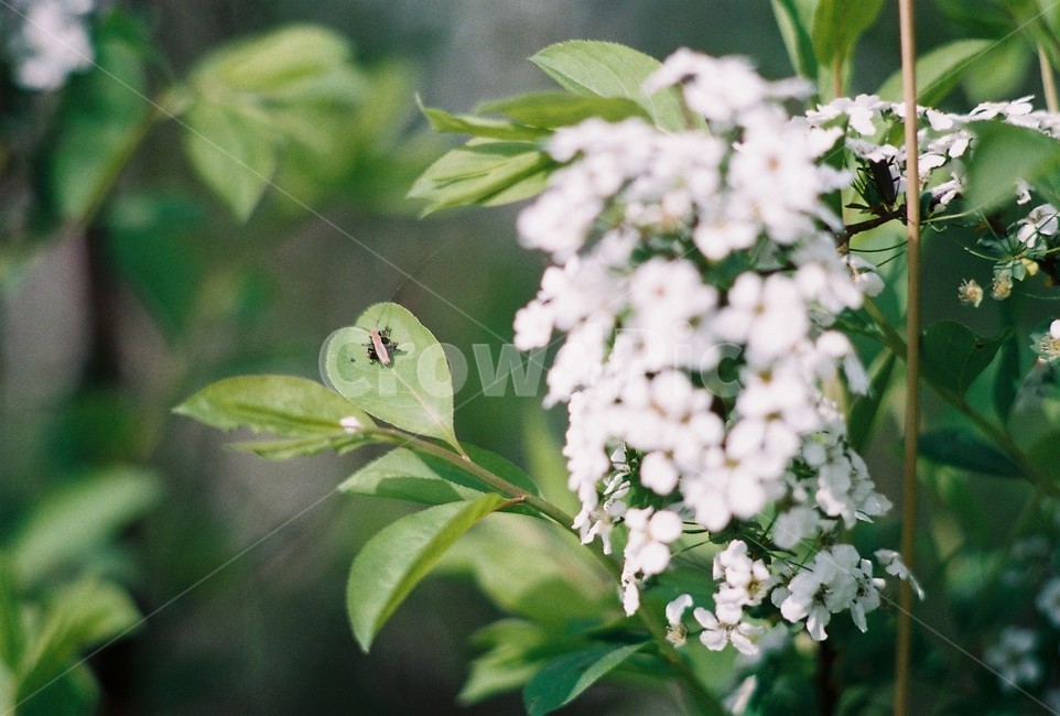 곤충,자연,꽃,flower,nature,insect,식물,자연,plants,nature,꽃,flower