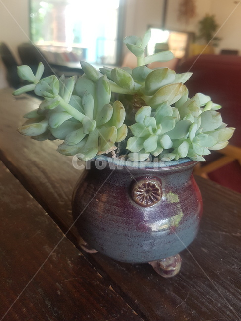 꽃,식물,한국꽃,다육식물,flower,화초,실내용화초,화분,화초,house plant