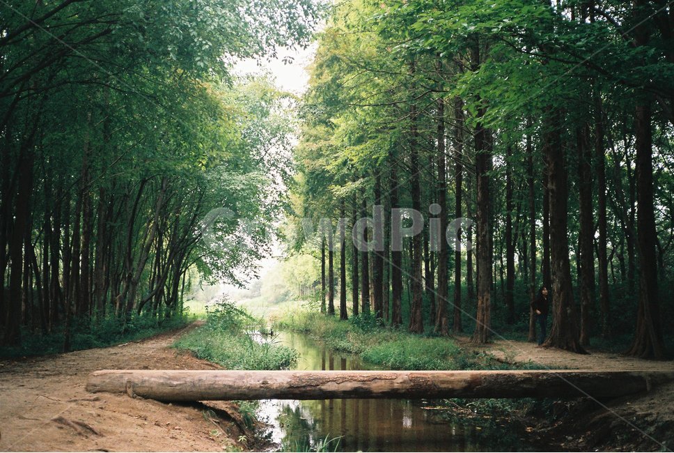 메타세콰이어,숲,나무,숲길,경주,감성사진,메타세콰이아,forest,path,trees,tree,kyongju,metasequoia