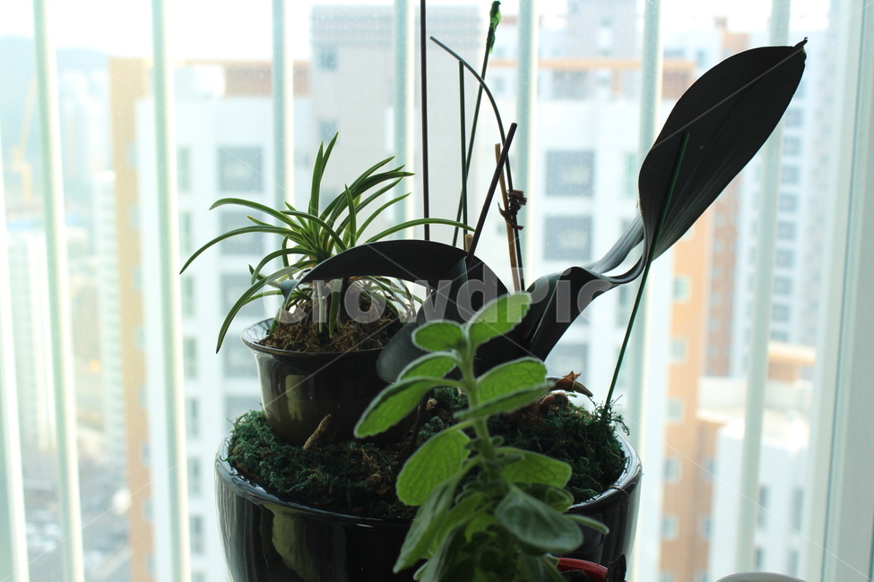 화분,항아리,jar,plant,식물,pottedplant,pottery,실내용화초,화분,화초,house plant