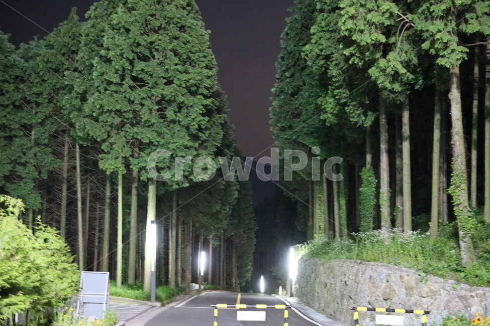 숲,야경,달빛,나무,식물,야경,밤,풍경,nightscape,night,landscape
