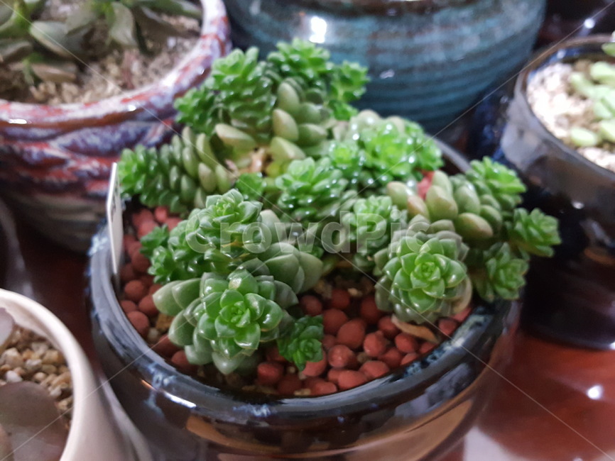 식물,다육식물,기르는,키우는,봄,실내용화초,화분,화초,house plant