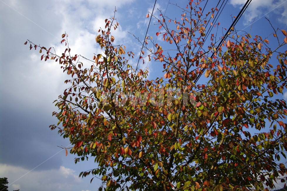 가을,단풍,하늘,구름,나무,tree,plant,식물,leaf,잎