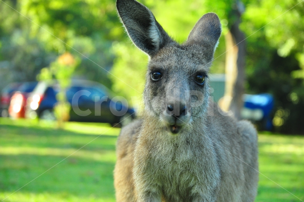 캥거루,호주,야생,자연,동물,kangaroo,australia,wild,nature,animal,아이컨택,eyecontact,cute,동물,animal,포유류,mammal