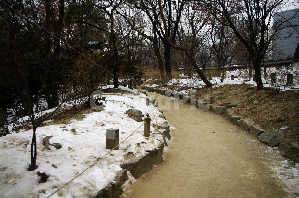 겨울,winter,풍경,설경,눈,길,나무,식물,plant,겨울,계절,winter,season