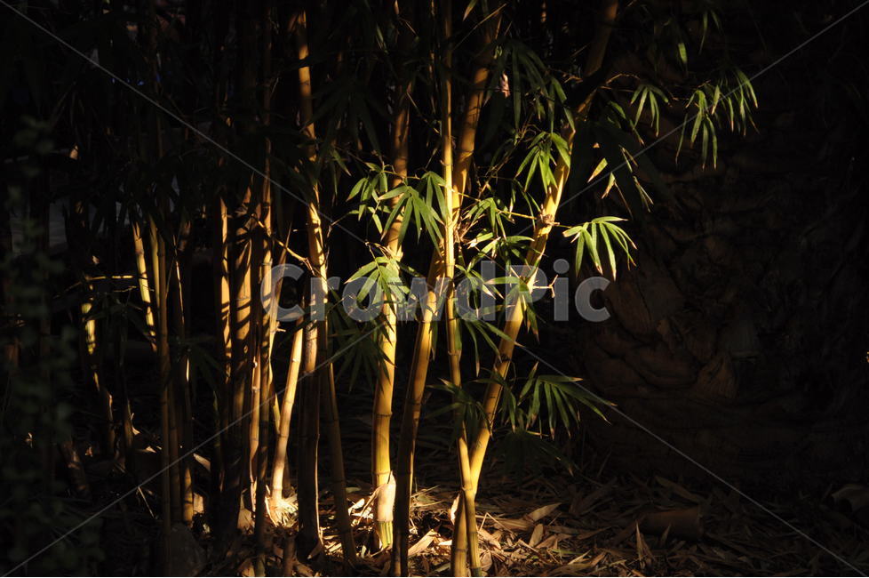 bamboo,majorelle,Marrakech,Morocco,morroco,light,Majorelle Garden,Emotion,marakesh