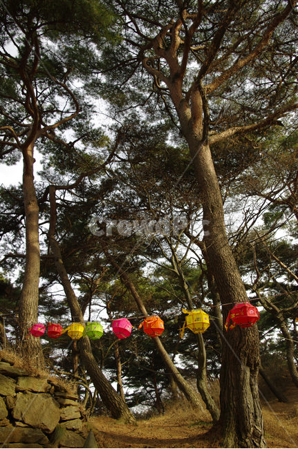 나무,겨울,소나무,식물,plant,연등,자연,풍경,nature,landscape,종교,신앙,religion,belief,faith,tree