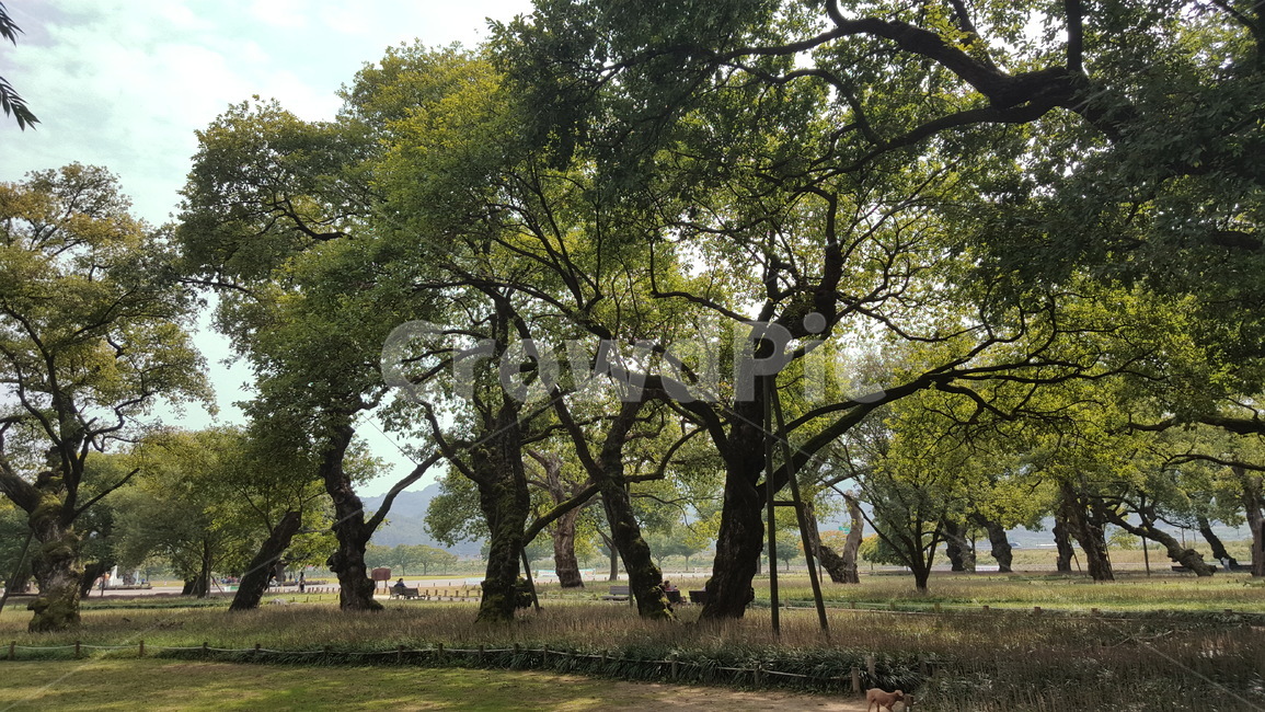 숲,나무,자연,경치,숲속,여유,힐링,자연,풍경,nature,landscape,식물,plants,나무,trees,wood,tree,plant,tree trunk,나무 줄기